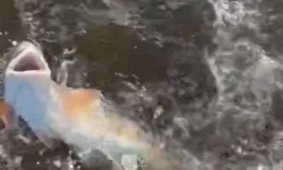 New Port Richey Report Video 0