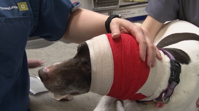 dog with bandage