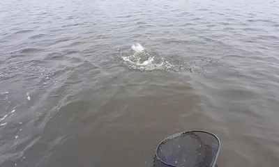 Port Sulphur Report Video 0