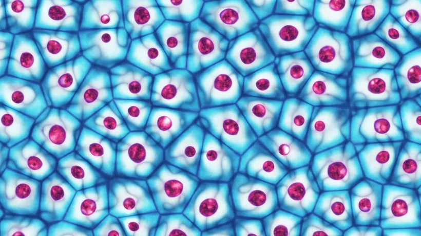 MASSOLIT - Cell Biology: The Animal Cell and Specialised Cells , | Video lecture by Dr Matthew Ivory, Cardiff University MASSOLIT - Cell Biology: The Animal Cell and Specialised Cells , | Video lecture by Dr Matthew Ivory, Cardiff University