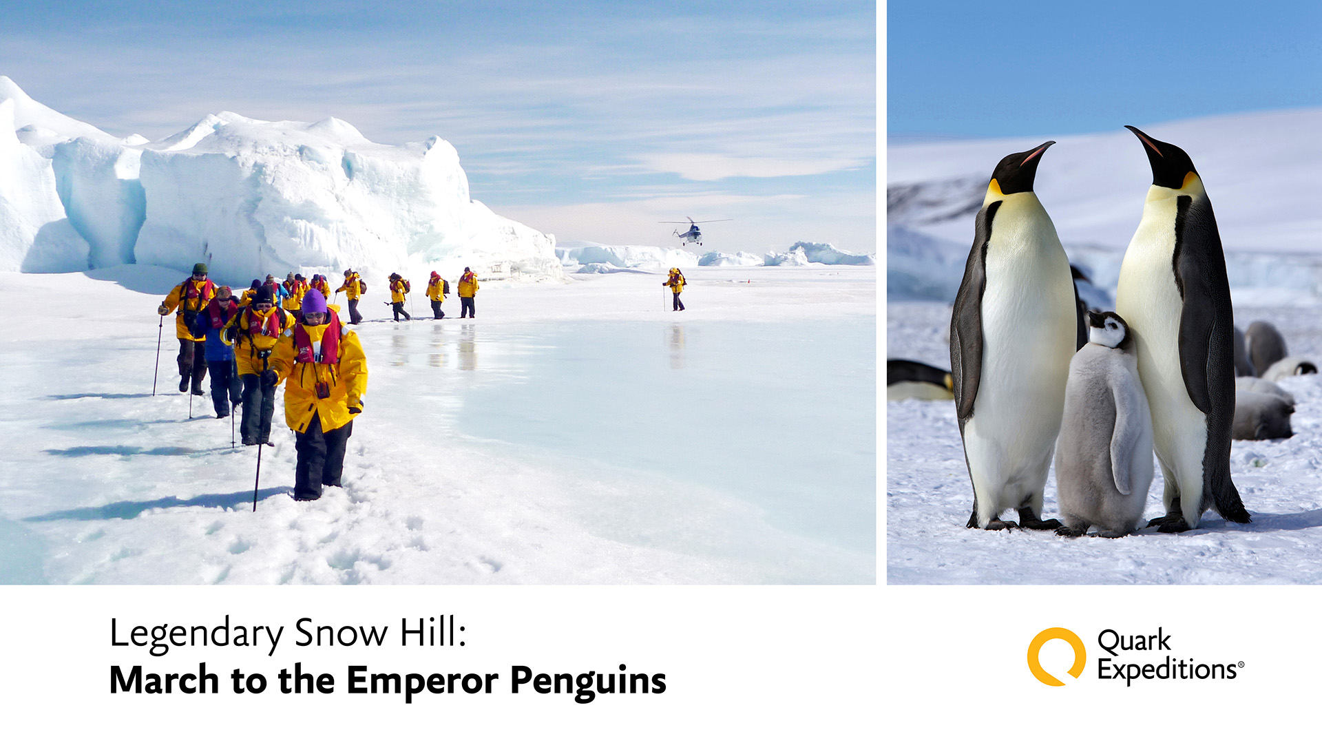 emperor penguin ice bucket