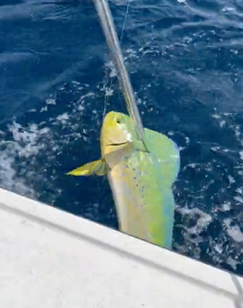 JMPNMAKO Sport Fish Charters Updated 2024 Prices