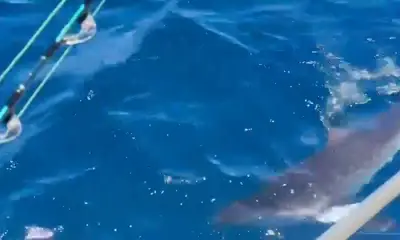 Cabo San Lucas Report Video 0