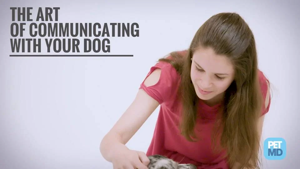 Pet Myths: Are Dogs Really Man's Best Friend? | PetMD Pet Myths: Are Dogs Really Man's Best Friend? | PetMD