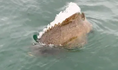 Sarasota Report Video 0