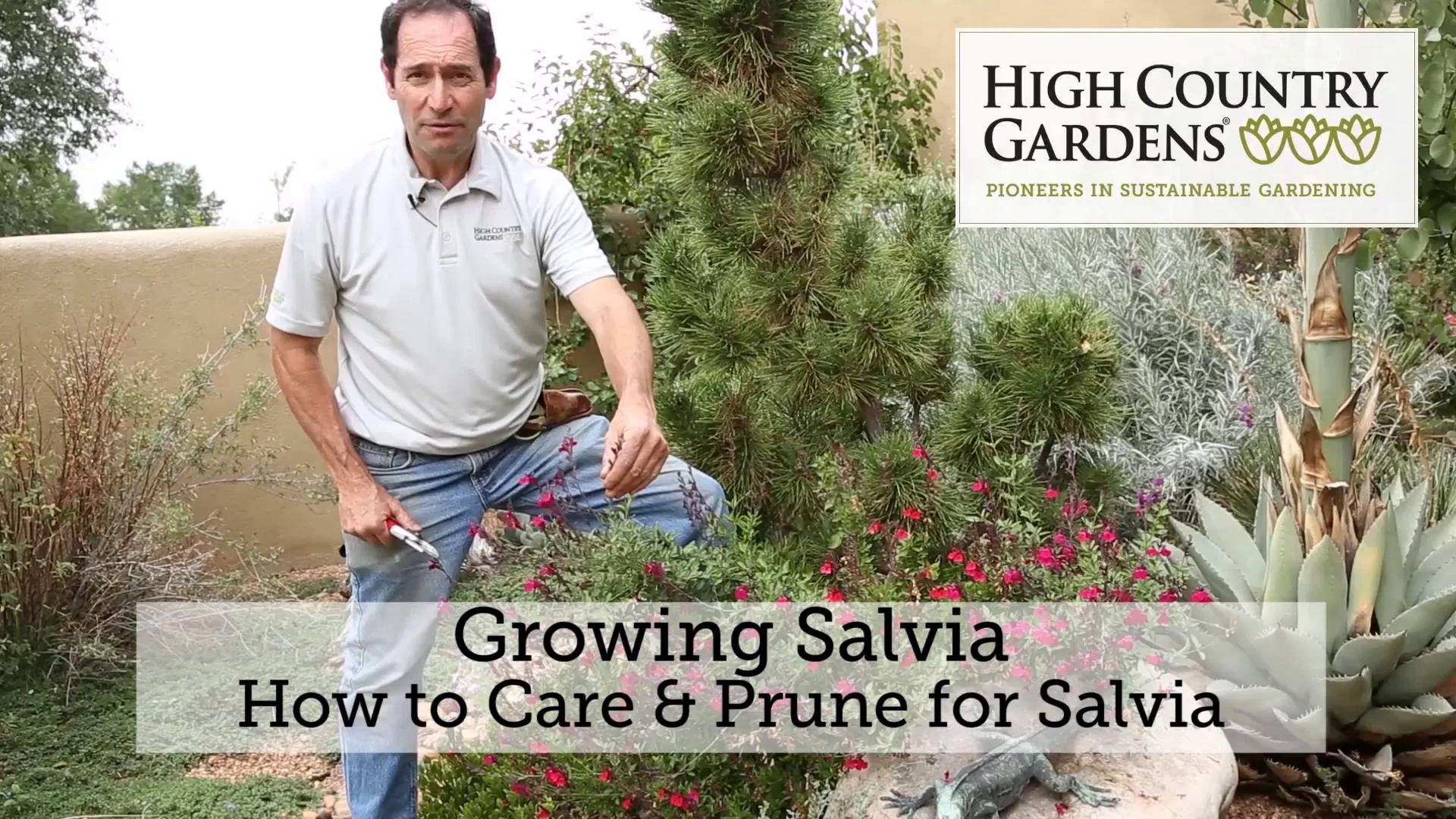 Platinum® Dwarf Silver Leaf Salvia | Drought-Tolerant & Deer