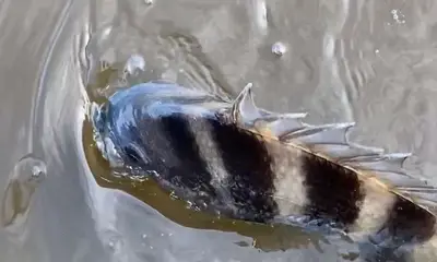 Carolina Beach Report Video 1