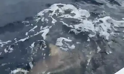 no puedo mantener al tibur\u00f3n