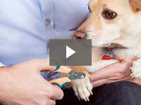 Video for Zen Clipper Safety Pet Nail Clipper