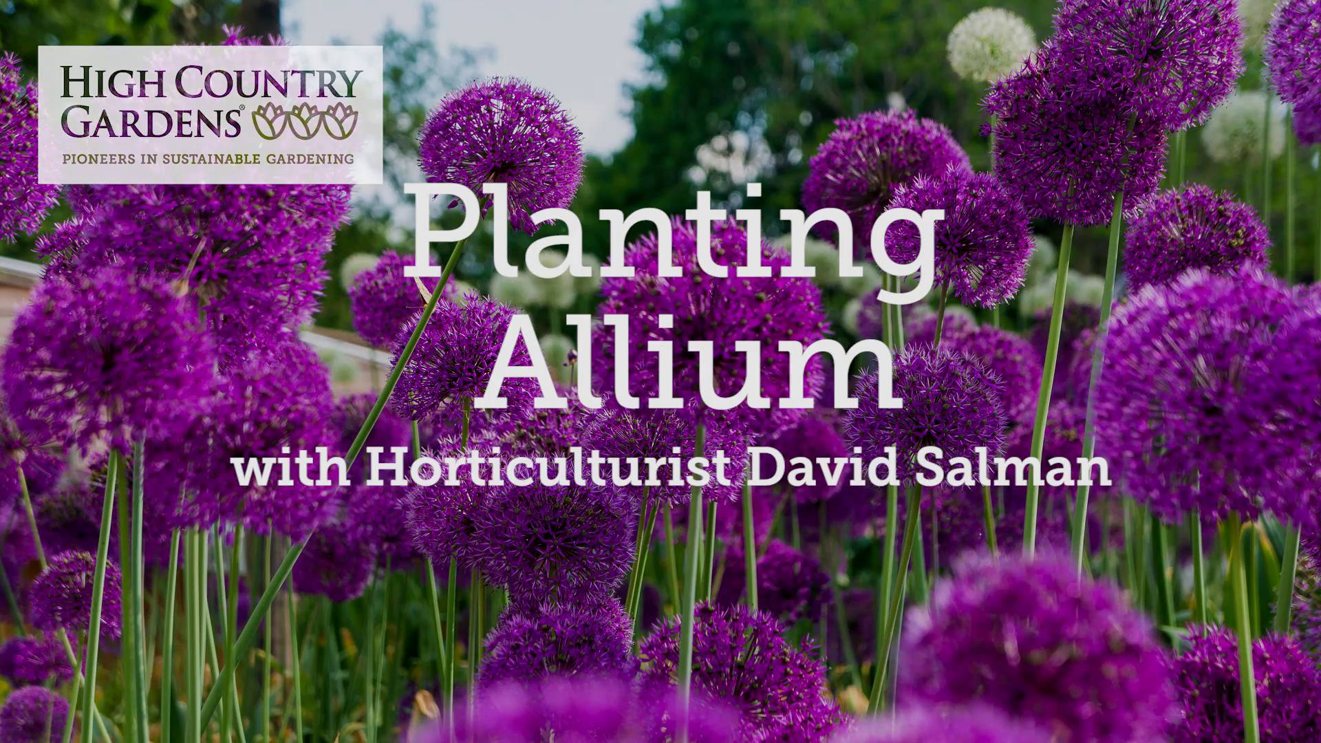 Planting Allium