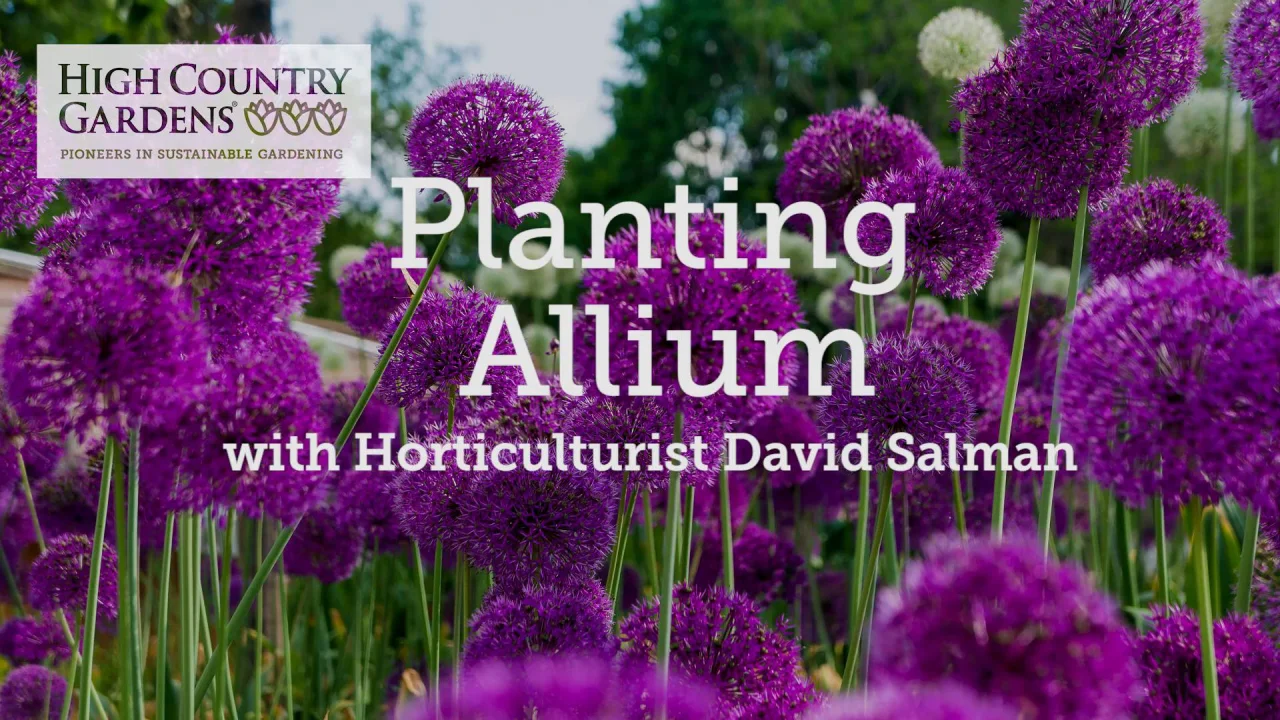 allium purple sensation