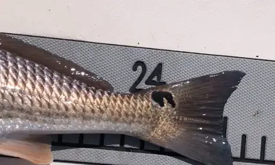Sarasota Report Video 0
