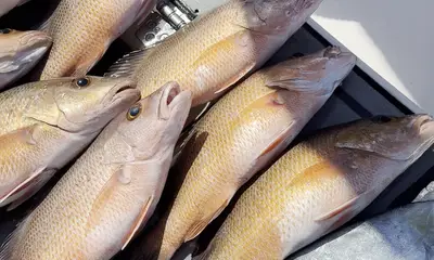 Sarasota Report Video 1