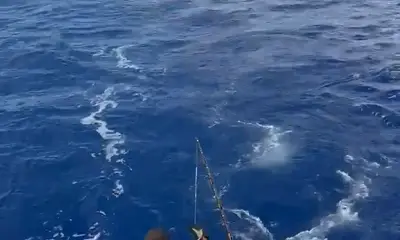 Going 1-3 for Blue Marlin!