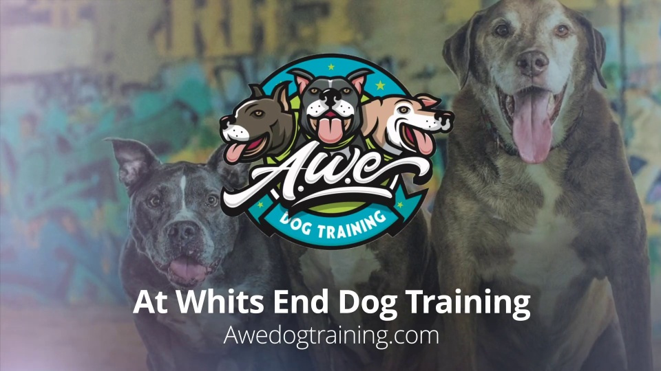 At Whits End Dog Training - Customer Success Story (Matt Whitson - Owner)