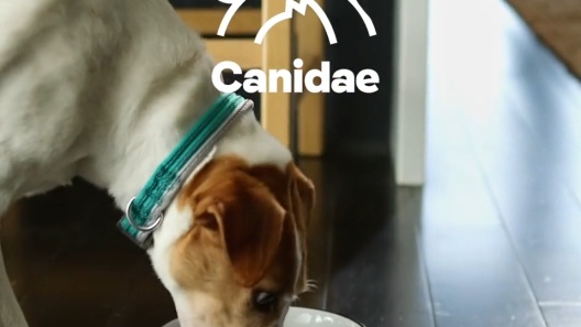 Play Video: Learn More About CANIDAE From Our Team of Experts