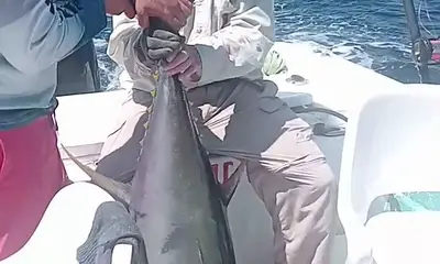 Tuna Time 
