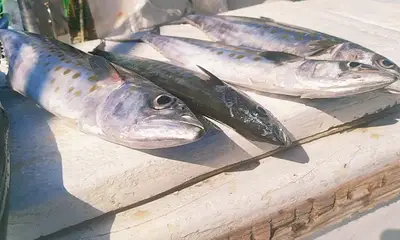 Puerto Vallarta Report Video 0