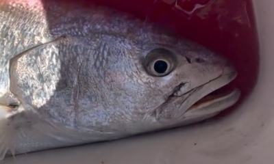 Lisbon Report Video 0