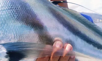 Puerto Vallarta Report Video 0