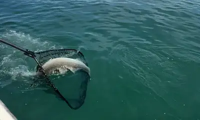Reporte de Montauk Video 0