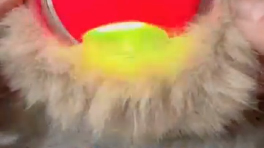 Lovely Caves Interactive Bird Chirping Fast Rolling Ball in Pouch Cat Toy