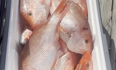 Anyine like Red Snapper?