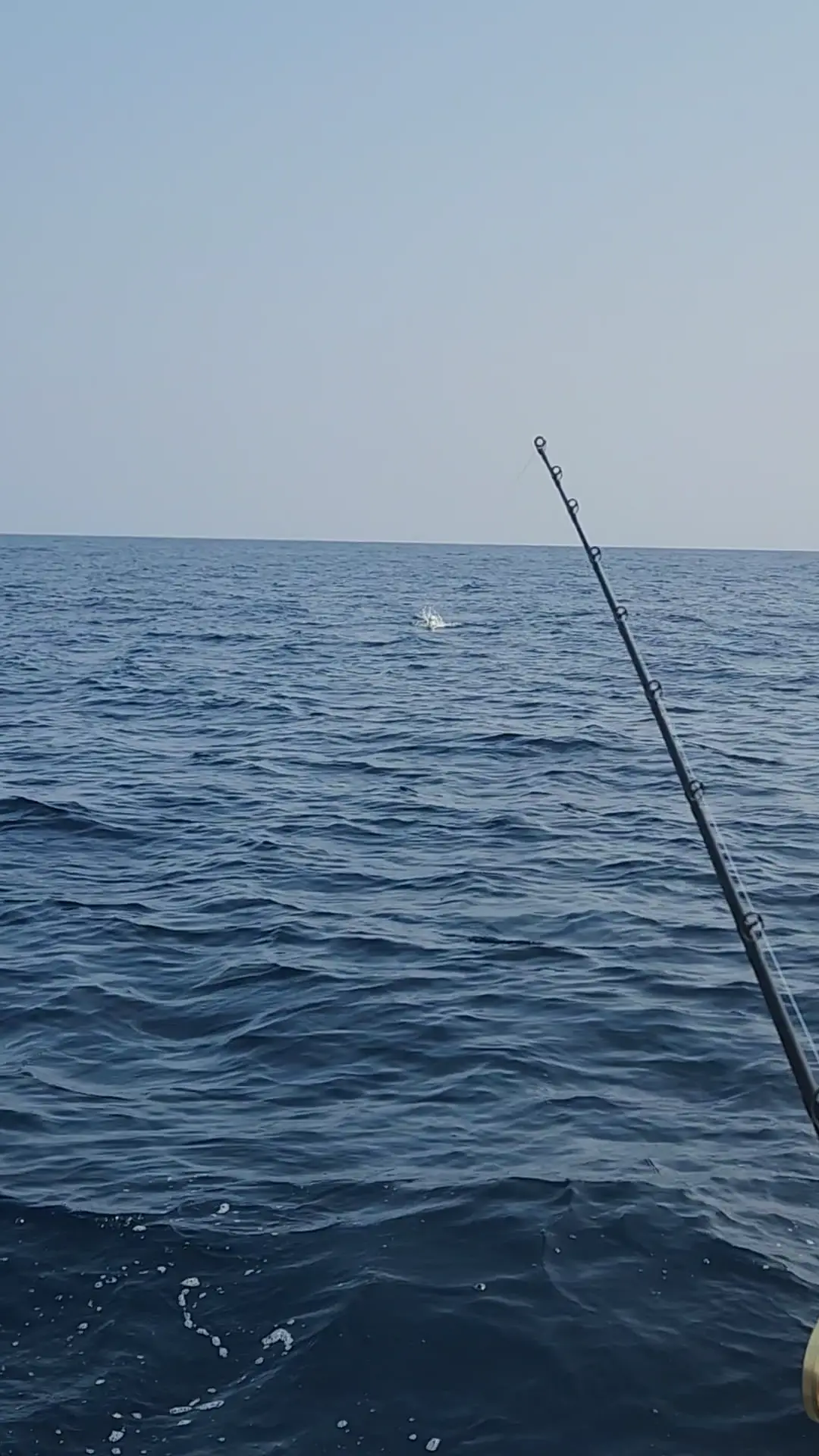 Business Card: Tail Chaser Charters