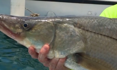 Cabo San Lucas Report Video 0