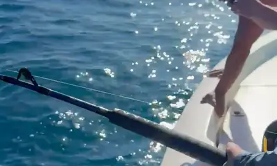 Gulf of Mexico Report Video 2