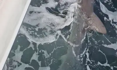 Lots of fish 