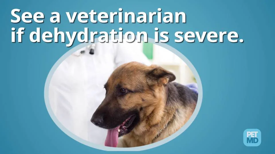 9 Home Remedies to Treat Dog Dry Skin, Allergies & More | petMD | PetMD 9 Home Remedies to Treat Dog Dry Skin, Allergies & More | petMD | PetMD