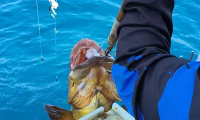 Durban Report Video 0