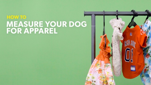 Play Video: Learn More About 3 Dog Pet Supply From Our Team of Experts