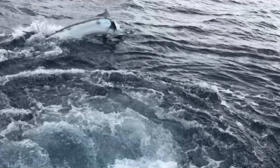 First Black Marlin of the season for Nam