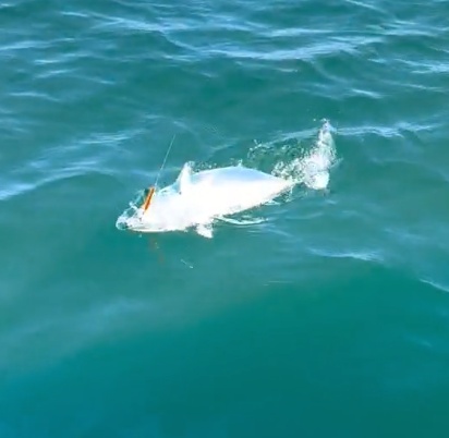 Business Card: Steal Your Fish Charters