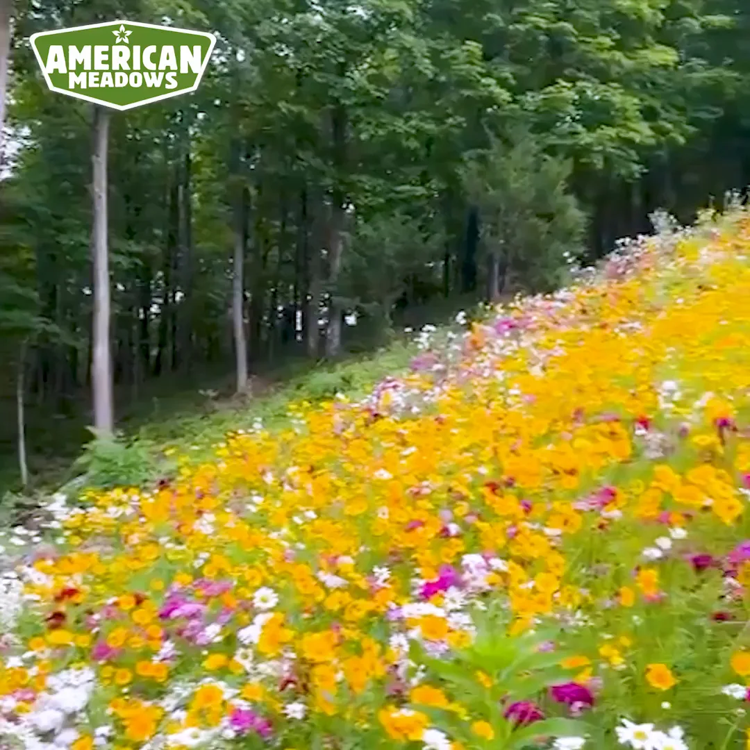 botanical swag wild flowerＡ Superbloom Native Wildflower Seed Mix | High Country Gardens