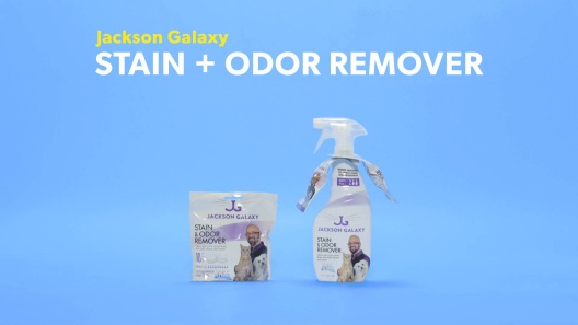 Play Video: Learn More About Jackson Galaxy Solutions From Our Team of Experts