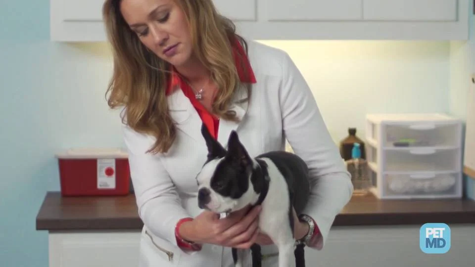 Kennel Cough in Dogs | PetMD Kennel Cough In Dogs | Petmd