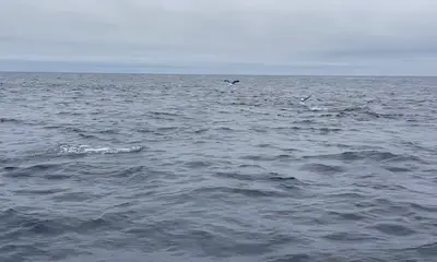 San Diego Report Video 0