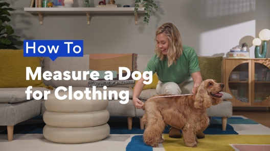 Frisco Non-Skid Colorblock Dog Socks
