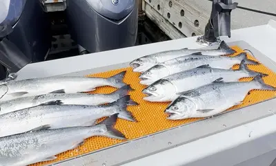 Edmonds Report Video 1