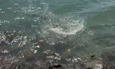 Great experience! Muy Bueno!