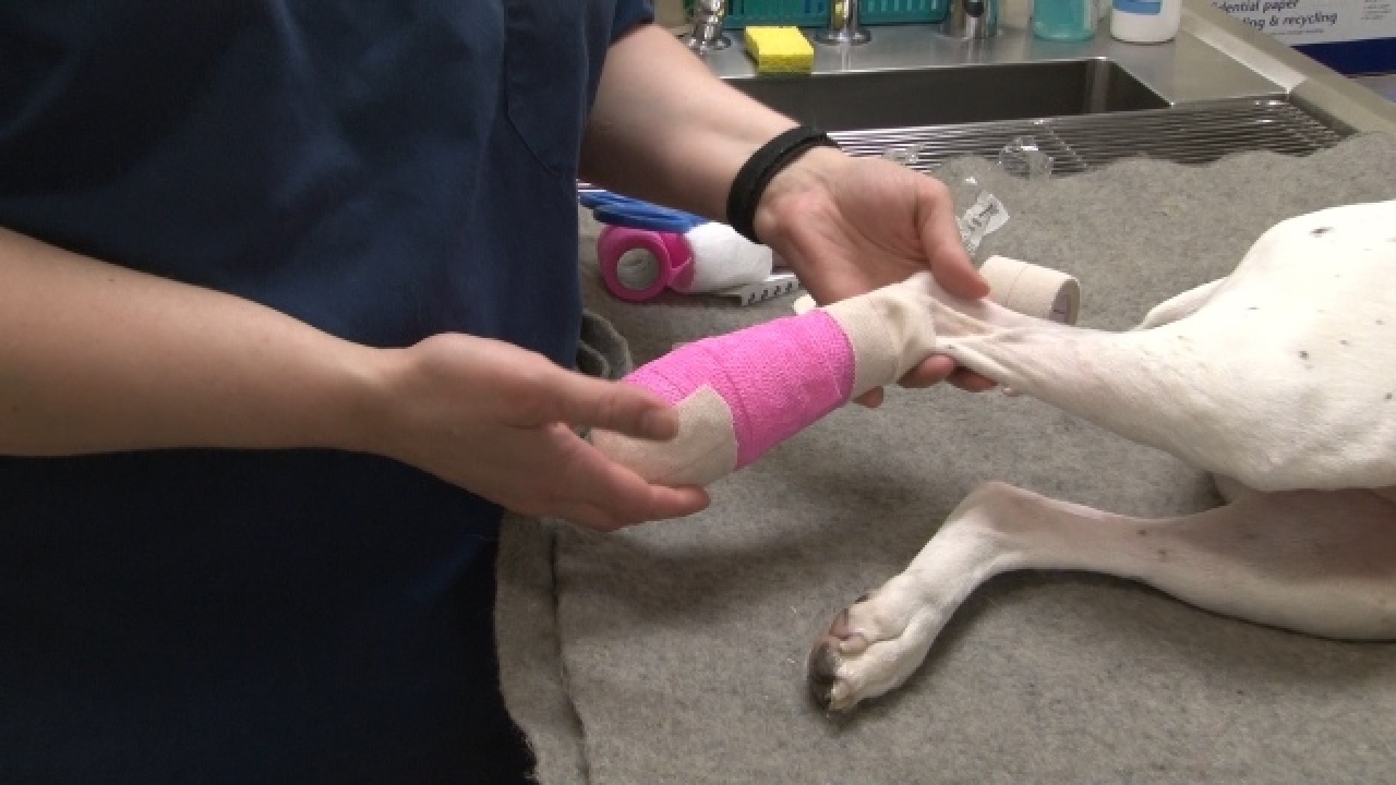 Foot Bandage on a Dog