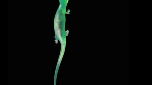 Playology Lizards with Bugs Cat Toy with Catnip, Multicolor, 2 count