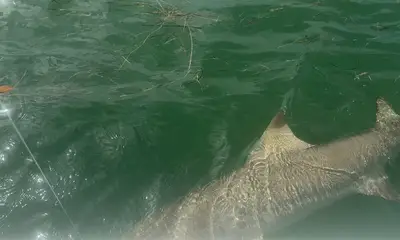 Stock Island Report Video 1