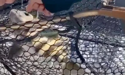 Carolina Beach Report Video 0