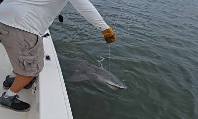 Shark trip = multiple 10 to 12 -footers!