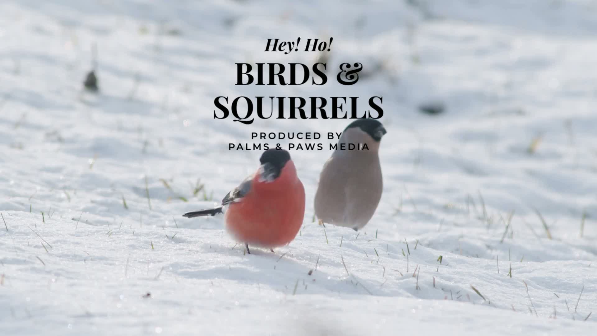 Birds and Squirrels
