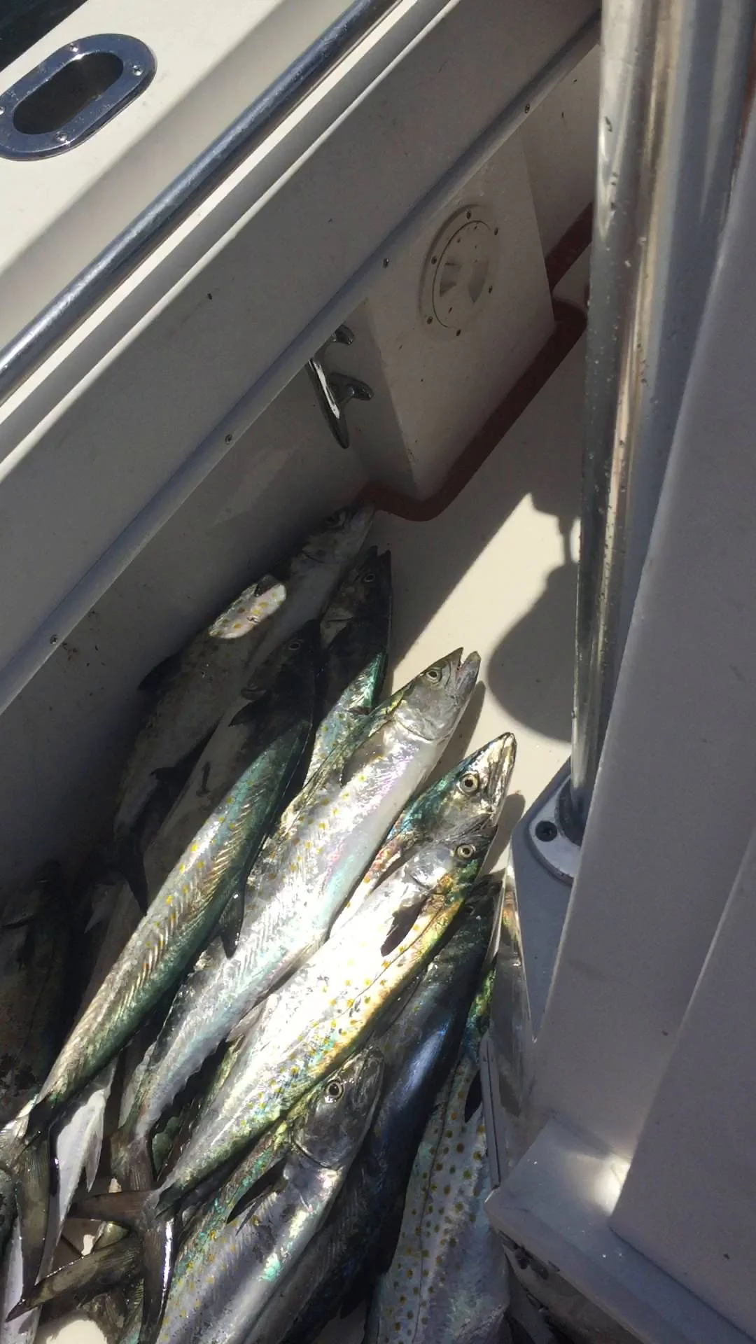 Business Card: Reel Busy 2 Charter – Darien